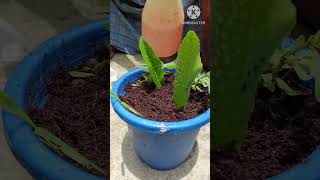 How to grow Olive from Olive leafshortOlive plant [upl. by Leiru]