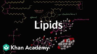 Lipid overview  Macromolecules  Biology  Khan Academy [upl. by Upshaw]