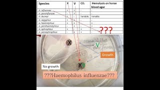 variety of Haemophilus species identification on basis of X VXV Blood agar and Xylose test [upl. by Attinahs625]