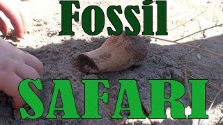 Fossil Safari  Dinosaur Provincial Park the Badlands of Alberta a Video Tour [upl. by Davon]