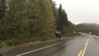 Moose running full speed [upl. by Aridnere492]