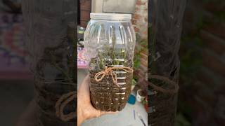 Best method of propagate rose plants from cuttings 🌹rose plants shorts nature garden flowers [upl. by Torosian]