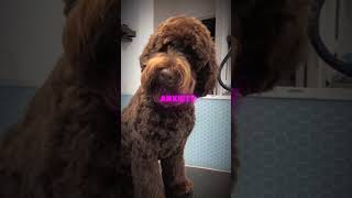 meet the labradoodle labradoodle labradoodlesoftiktok labradoodlepuppy minilabradoodle [upl. by Eirroc]