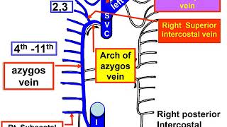 Intercostal vessels amp Azygos vein [upl. by Aicella]