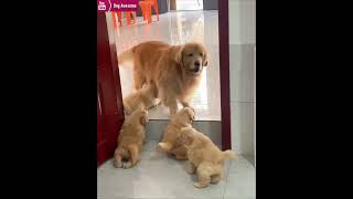 The golden retriever feels very happy looking at the puppies😂 [upl. by Ahsercel]