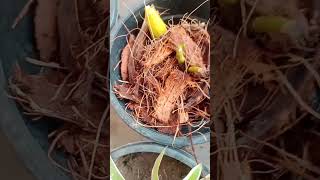 easy Orchid care tips for beginners diyshortsorchids orchidworld houseplantsindoorplants [upl. by Fran]