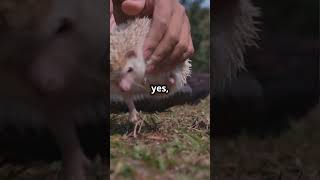 quot🦔 10 Fascinating Facts About Hedgehogs You Didnt Know 🌿quot naturelovers facts animals [upl. by Butler]