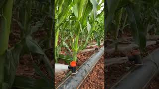 Furrow irrigation system It works well on big farms with less slope [upl. by Fanchon744]