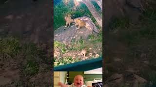 Lion Protect His Family From Other Lion 😱  Animal Funny Video  shorts youtubeshorts [upl. by Tereb533]