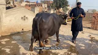 Black Gold 28850kg  Arooj 25150kg in Pdfa online milk competition 2024  Sardar Asghar Dogar [upl. by Tad]