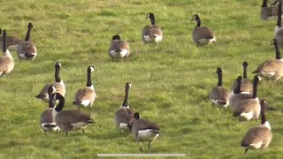 Sugwas Pools Park❌ Stretton Sugwas Hereford redfox111 Brockhall Gravel Pits 🪿🪿Geese🎥👀 2224 [upl. by Stephannie]