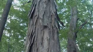 Shagbark Hickory bark leaves and nuts [upl. by Nocaj]