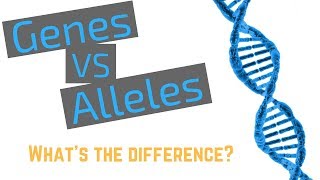 Genes vs Alleles [upl. by Niddala]