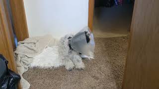 Our Schnoodle got fixed and the cone is not to his liking [upl. by Alexine]