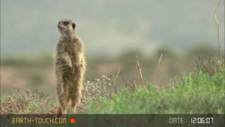 Group hug Meerkat family huddles together [upl. by Aekan152]