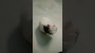 Pom pet dog bestofroja doglover shortsfeed dogbreeds viralshort viralvideo petvlog trending [upl. by Anpas]