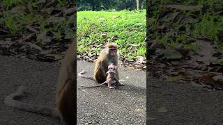 Seri Lanka jangles travel nature live animals [upl. by Callas]