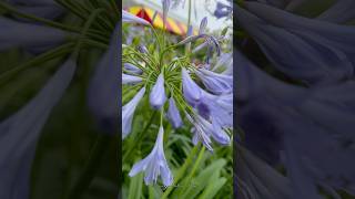 Clip7  Agapanthus  Houston Garden CMo8o1 viral trending popular houstongarden [upl. by Aisak34]