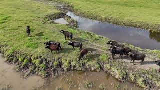 IN FRONT OF DJI MINI 4 PRO DRONE  Herd of water buffalo [upl. by Arakaj]