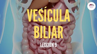 9 LA VESÍCULA BILIAR ESTRUCTURA Y FUNCIÓN DEL SISTEMA DIGESTIVO [upl. by Zavras156]