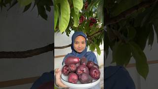 PANEN JAMBU BOL JAMAIKA MELIMPAH 🫶🏻 youtubeshorts panenbuah tanaman jambu [upl. by Elleirua309]