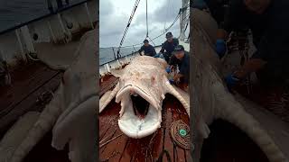 Giant Sea Monsters Caught by Fishermen 🐙🎣GiantSeaCreatures FishingDiscoveries OceanMysteries [upl. by Anna-Maria984]