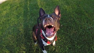 Amstaff Obedience Training Frisbee Throwing and Tracking [upl. by Philipa291]