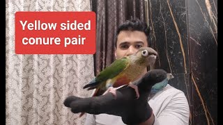 Yellow sided conure pair Blue yellow sided conure  Arshs exotic birds 8433773858 [upl. by Fugate]