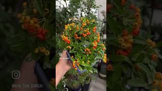 Pyracantha Autumn color🥰 [upl. by Talley296]