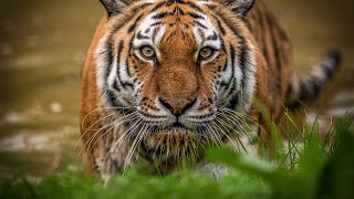 Siberian Tigers  Big Cats Wild Dcumentary HD 1080p [upl. by Turrell]