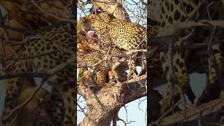 Leopard cub scales huge tree Incredible sighting [upl. by Austin]