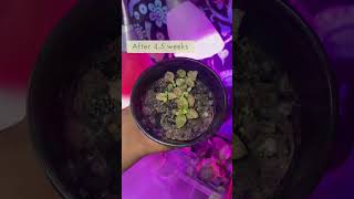 Update Polka Dot amp Sensitive Plants 🪴houseplants plants propagation planting indoorplants fyp [upl. by Ygief]