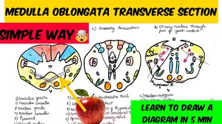 Medulla transverse section way to draw and remember 🤔🤔 Brain stem anatomy [upl. by Kotta220]