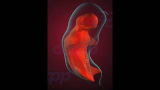 Fetus Development stages3D Animation [upl. by Malas]