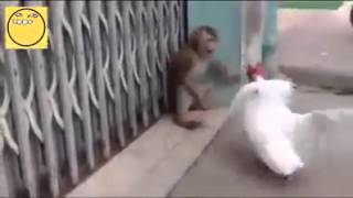 Funny videos Monkey Vs Rooster Who will win [upl. by Ardith167]