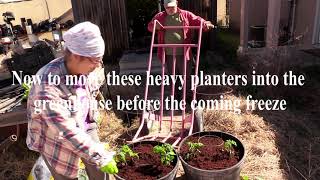 Tomato Planting with Mrs P Spring 2021 [upl. by Scutt]