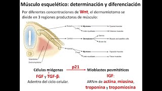 Embriología Somitogénesis y sistema muscular [upl. by Ube110]