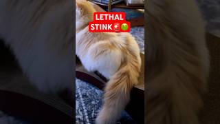 Mr Waffles is STINKY‼️ cats cat [upl. by Yelsehc]