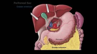 Peritoneum tutorial [upl. by Akinohs]