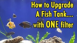 How to upgrade a fish tank with ONE filter [upl. by Ahsoyem]