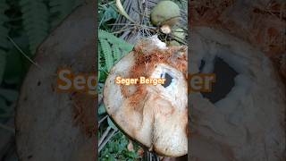 Segernya kelapa muda pertanian nature berkebun love garden cabaiberbuahlebat music cabai [upl. by Siram724]