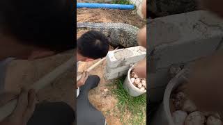 Professional crocodile egg extraction Legally bred crocodiles Crocodile breeding base [upl. by Neerak]