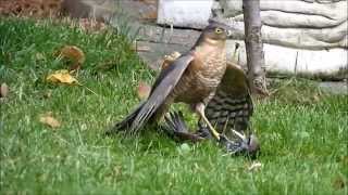 sparrowhawk graphically killing a starling Close up footage [upl. by Darrel47]