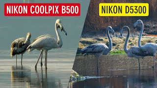 Bird Photography with Nikon Coolpix B500 vs Nikon D5300 Nikon B500 Photography  Sonika Agarwal [upl. by Griselda]