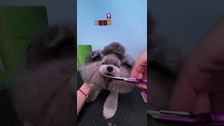 cute dog grooming poodle grooming a step by step grooming your dog at home [upl. by Enneite]