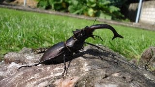 Lucanus cervus akbesianus  Stag Beetle  HirschkÃ¤fer [upl. by Lac78]