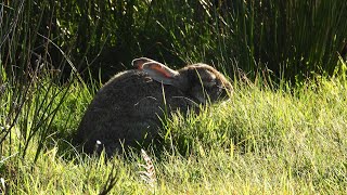 quotKaninchenpestquot auf Amrum  viele unheilbar erkrankte Kaninchen [upl. by Sarchet]