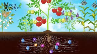 MycoApply Agriculture Animation [upl. by Odel397]