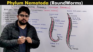 Phylum Nematode  Aschelminthes Or Round Worms [upl. by Desireah]