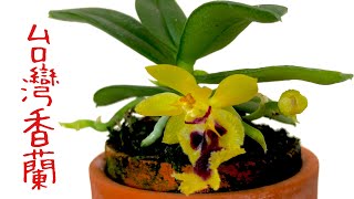 台灣香蘭 種植技巧及養護 Gastrochilus retrocalla [upl. by Agon]